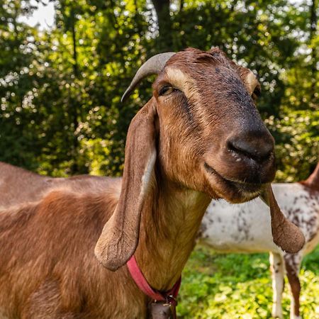 Orzechowa Ostoja Noclegi Energylandia Bachowice Bagian luar foto