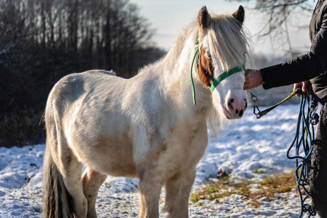 Orzechowa Ostoja Noclegi Energylandia Bachowice Bagian luar foto