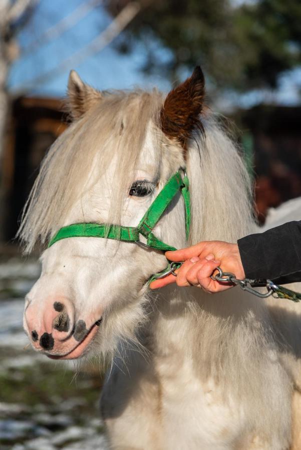Orzechowa Ostoja Noclegi Energylandia Bachowice Bagian luar foto