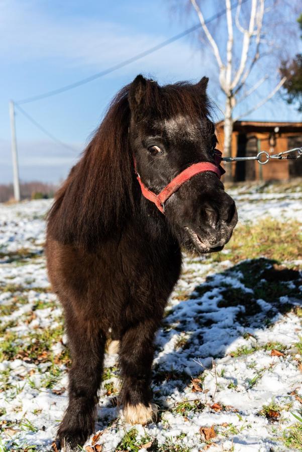 Orzechowa Ostoja Noclegi Energylandia Bachowice Bagian luar foto