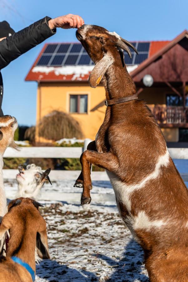 Orzechowa Ostoja Noclegi Energylandia Bachowice Bagian luar foto