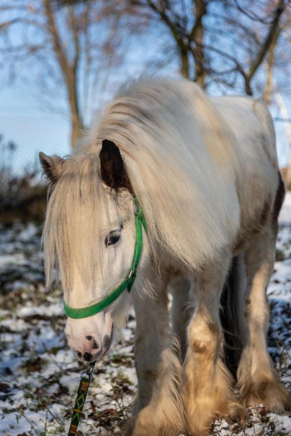 Orzechowa Ostoja Noclegi Energylandia Bachowice Bagian luar foto
