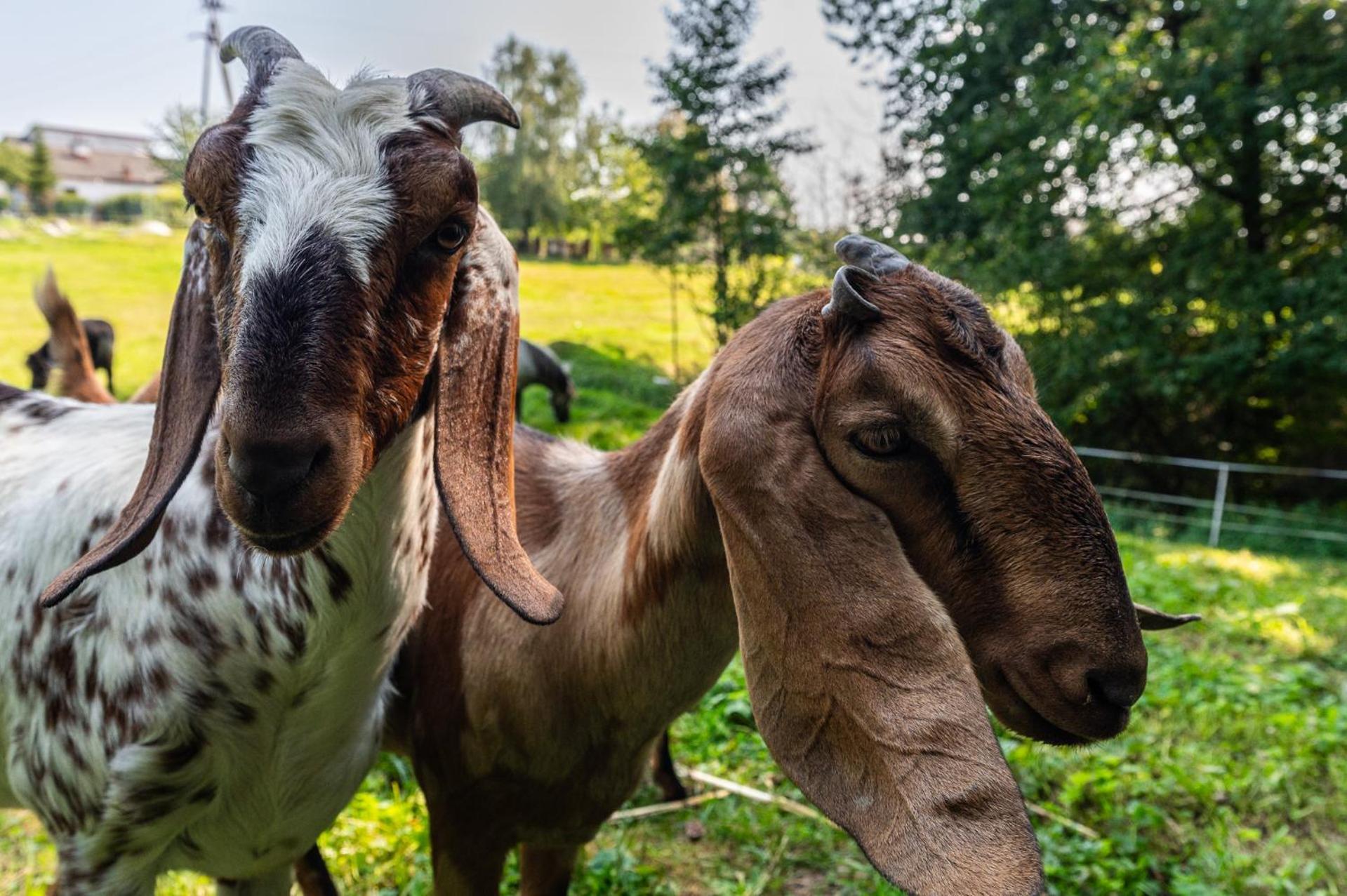 Orzechowa Ostoja Noclegi Energylandia Bachowice Bagian luar foto