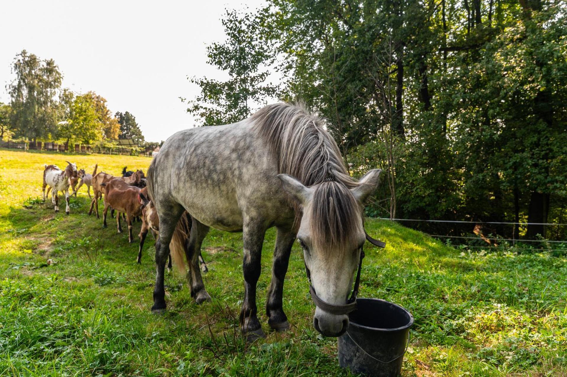 Orzechowa Ostoja Noclegi Energylandia Bachowice Bagian luar foto